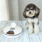 Automatic Pet Feeder for Cats and Small Dogs